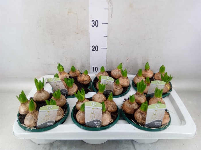 <h4>Hyacinthus orie. 'Pearl White'</h4>