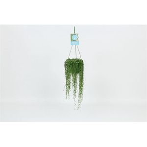 Senecio Rowleyanus hang
