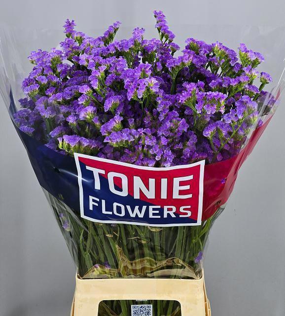 <h4>Lim S Martin Blue</h4>