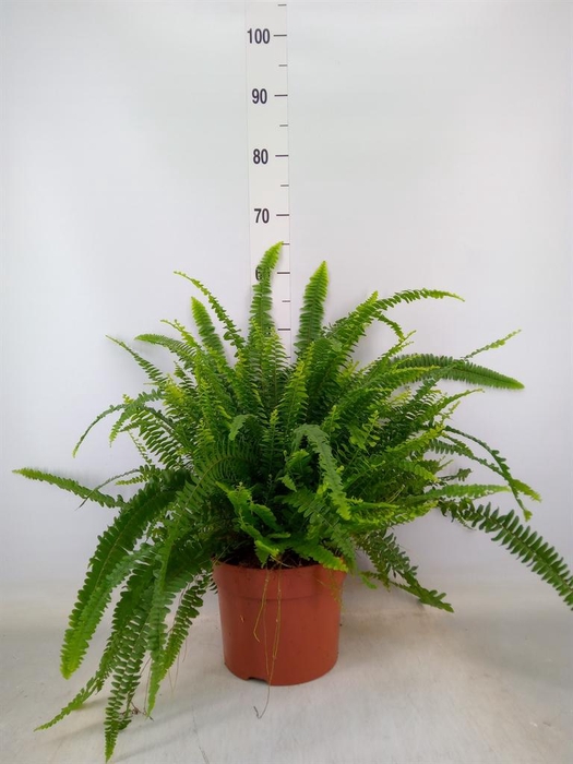 <h4>Nephrolepis exal. 'Green Lady'</h4>