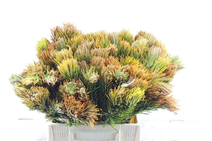 <h4>Kaaps Retzia</h4>