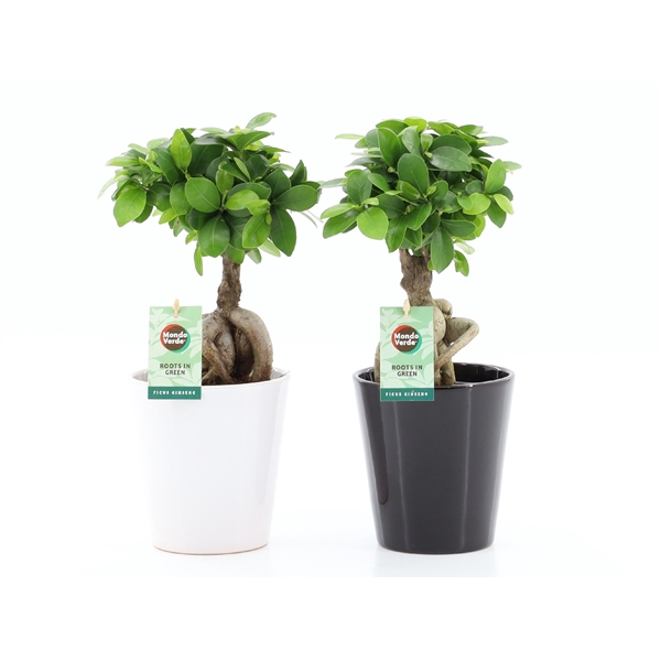 <h4>Ficus micr. Ginseng in Zwart & Wit keramiek</h4>