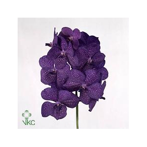 Vanda tayanee blue