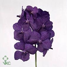<h4>Vanda tayanee blue</h4>