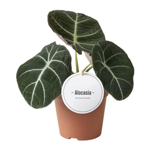 Alocasia Black Velvet
