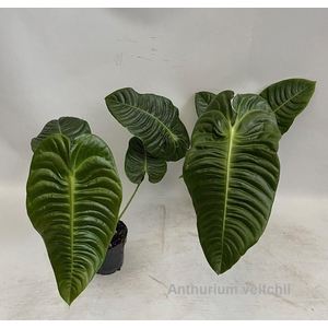Anthurium veitchii 12cm [King Anthurium]