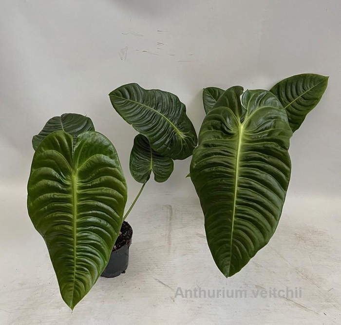 <h4>Anthurium veitchii 12cm [King Anthurium]</h4>