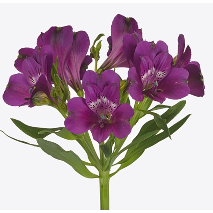 <h4>Alstroemeria Maracana</h4>