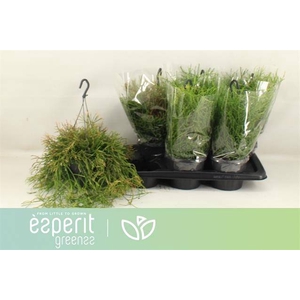 Rhipsalis clavata Easy Sweety (Cites) 17Ø 25cm
