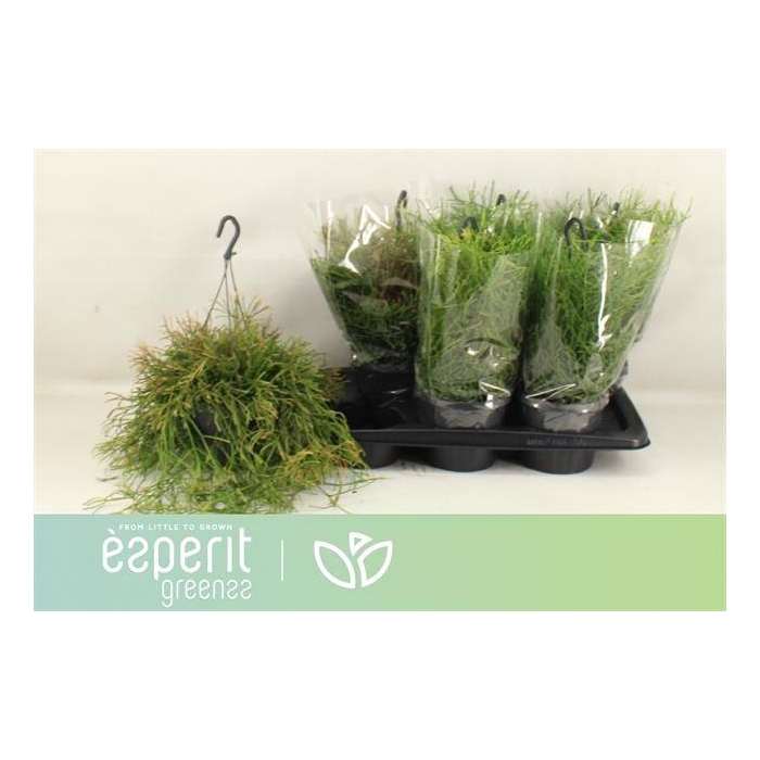 <h4>Rhipsalis clavata Easy Sweety (Cites) 17Ø 25cm</h4>