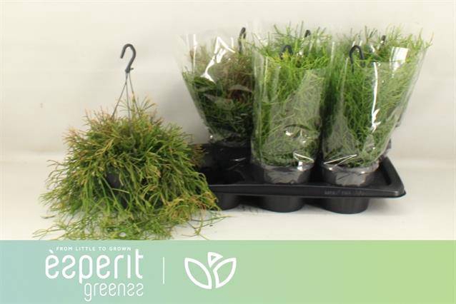 Rhipsalis clavata Easy Sweety (Cites) 17Ø 25cm