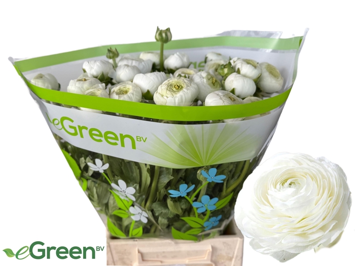 <h4>RAN AAZUR WHITE</h4>