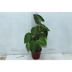 PHILODENDRON VERRUCOSUM P12