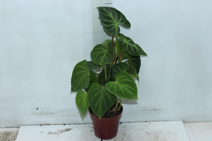<h4>PHILODENDRON VERRUCOSUM P12</h4>