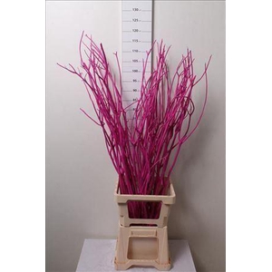 Mitsumata Col Cerise