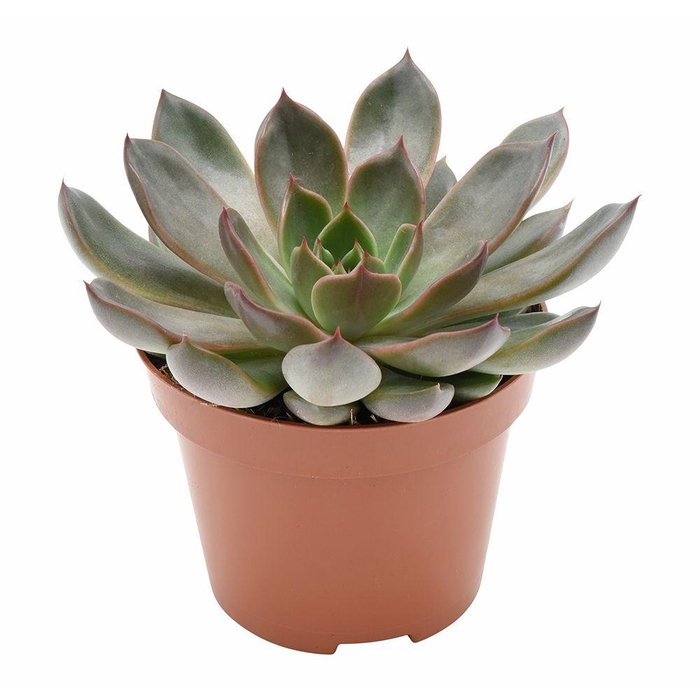 ECHEV ROSETTA MARIPO