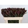 Leucadendron Saf Sunset Dark Red