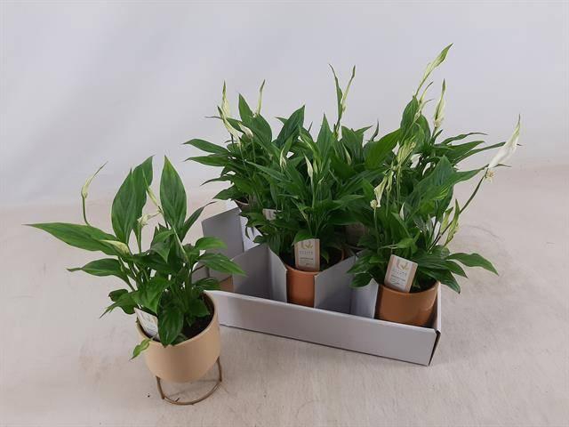 <h4>Spath Chopin</h4>