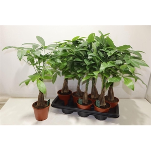 arr8 Pachira Aquatica