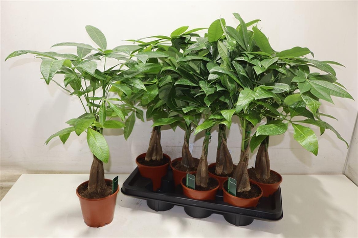 <h4>Pachira Aquatica</h4>