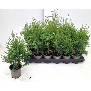 THUJA O PYRAMID COMP