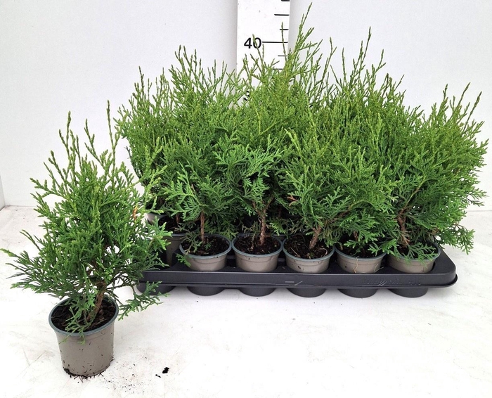 <h4>THUJA O PYRAMID COMP</h4>