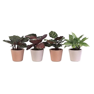 CALATHEA MIX P6 L 65927