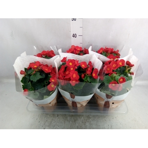 Begonia elat. HL 'Belove Red'