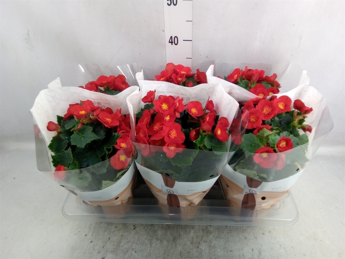 Begonia elat. HL 'Belove Red'