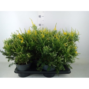 Genista spachiana