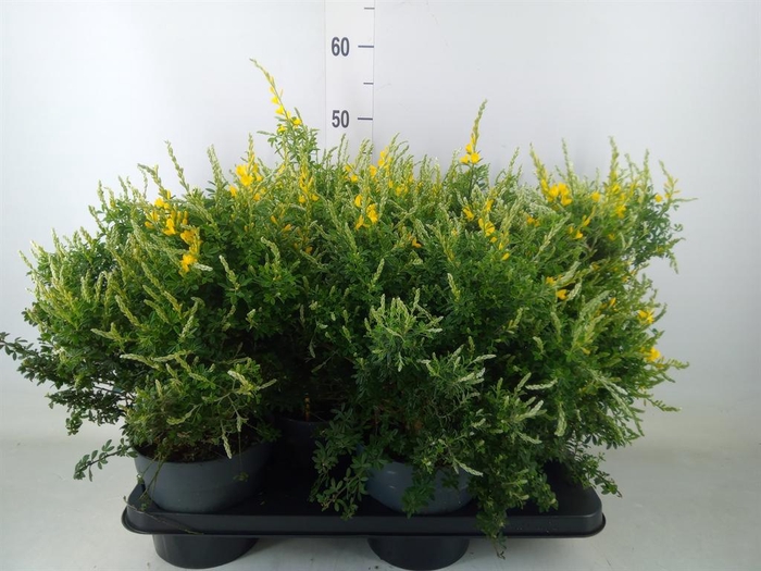 <h4>Genista spachiana</h4>