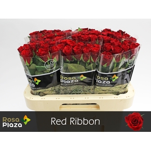 R GR RED RIBBON