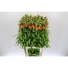 Fritillaria Imperialis Orange Sweet