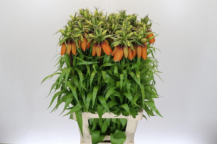 <h4>Fritillaria Imperialis Orange Sweet</h4>