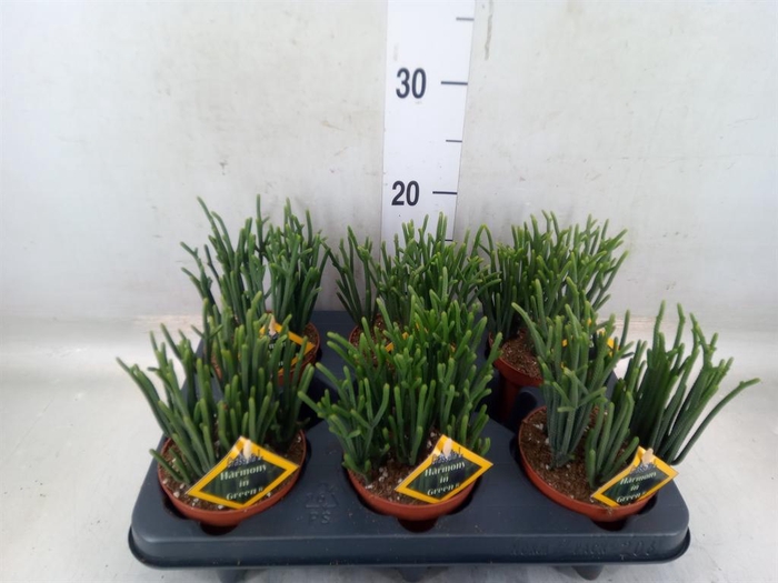 <h4>Crassula   ...</h4>