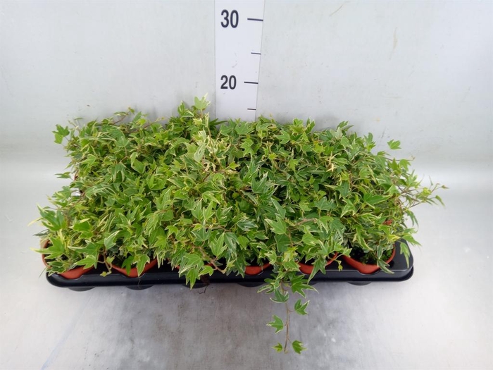 <h4>Hedera helix</h4>