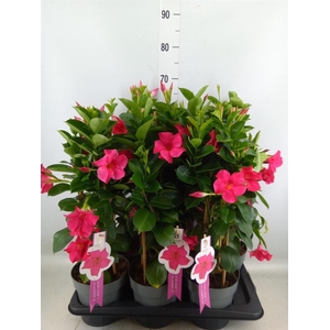 Mandevilla sand. 'SumStar Pink'