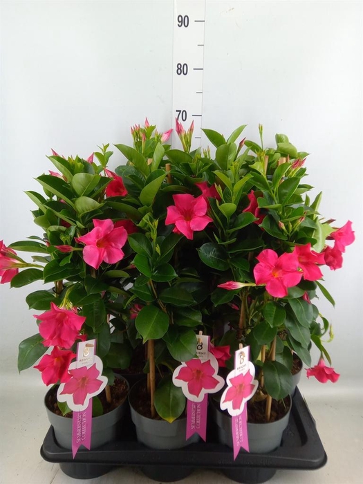 <h4>Mandevilla sand. 'SumStar Pink'</h4>