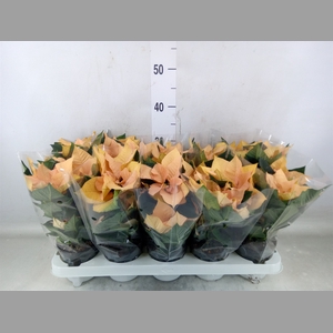 Euphorbia pulc. 'Autumn Leaves'