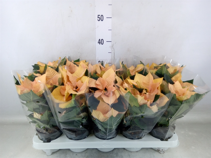 <h4>Euphorbia pulc. 'Autumn Leaves'</h4>