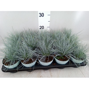Festuca glauca 'Compacta Blue'