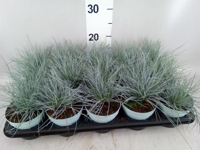 <h4>Festuca glauca 'Compacta Blue'</h4>