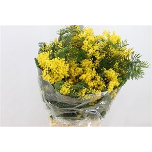 Acacia Mimosa Mirandol Extra 400 Gram