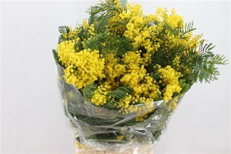 <h4>Acacia Mimosa Mirandol Extra 400 Gram</h4>