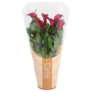 Zantedeschia Allure Calla rood in bedrukte hoes
