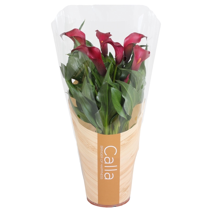 <h4>Zantedeschia Allure Calla rood in bedrukte hoes</h4>