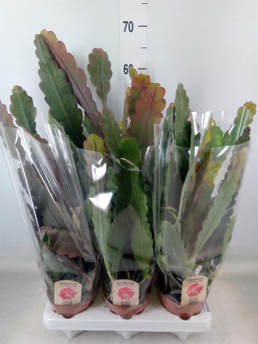 <h4>Epiphyllum   ...</h4>