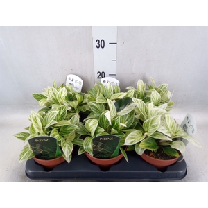 Philodendron   ...