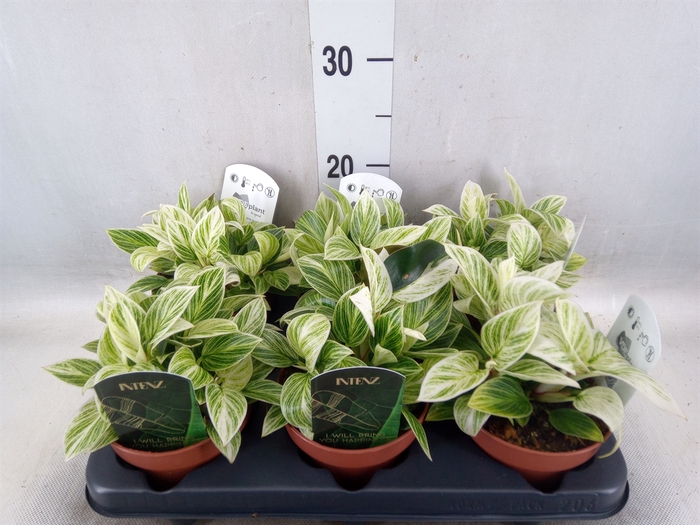 <h4>Philodendron   ...</h4>
