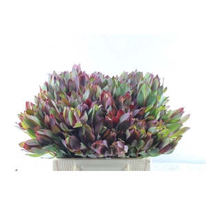 Leucad Senorita